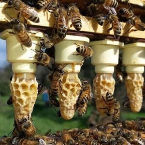 Cellule Royale Buckfast